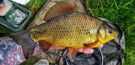 夏天小羅非多怎麼釣鯽魚：探討夏季釣魚技巧與羅非魚對鯽魚釣獲的微妙影響